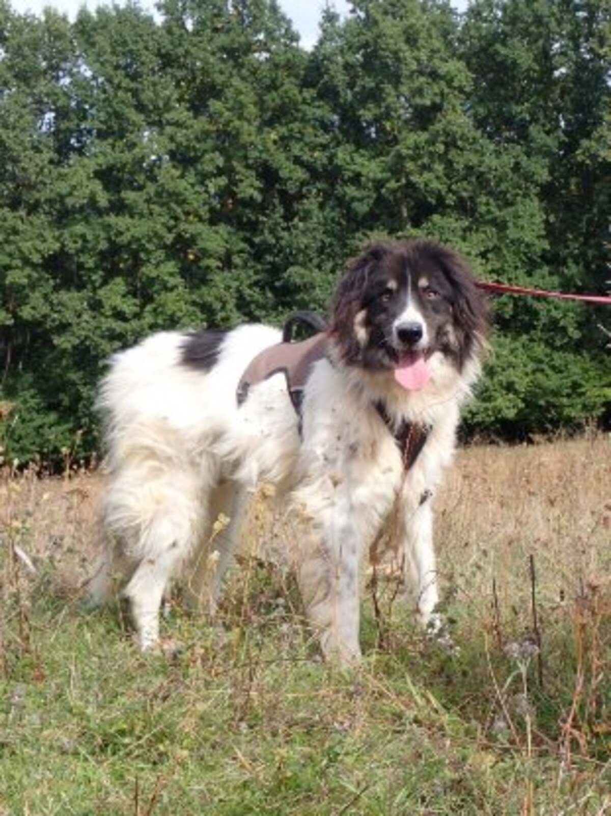 Adoption Alfred