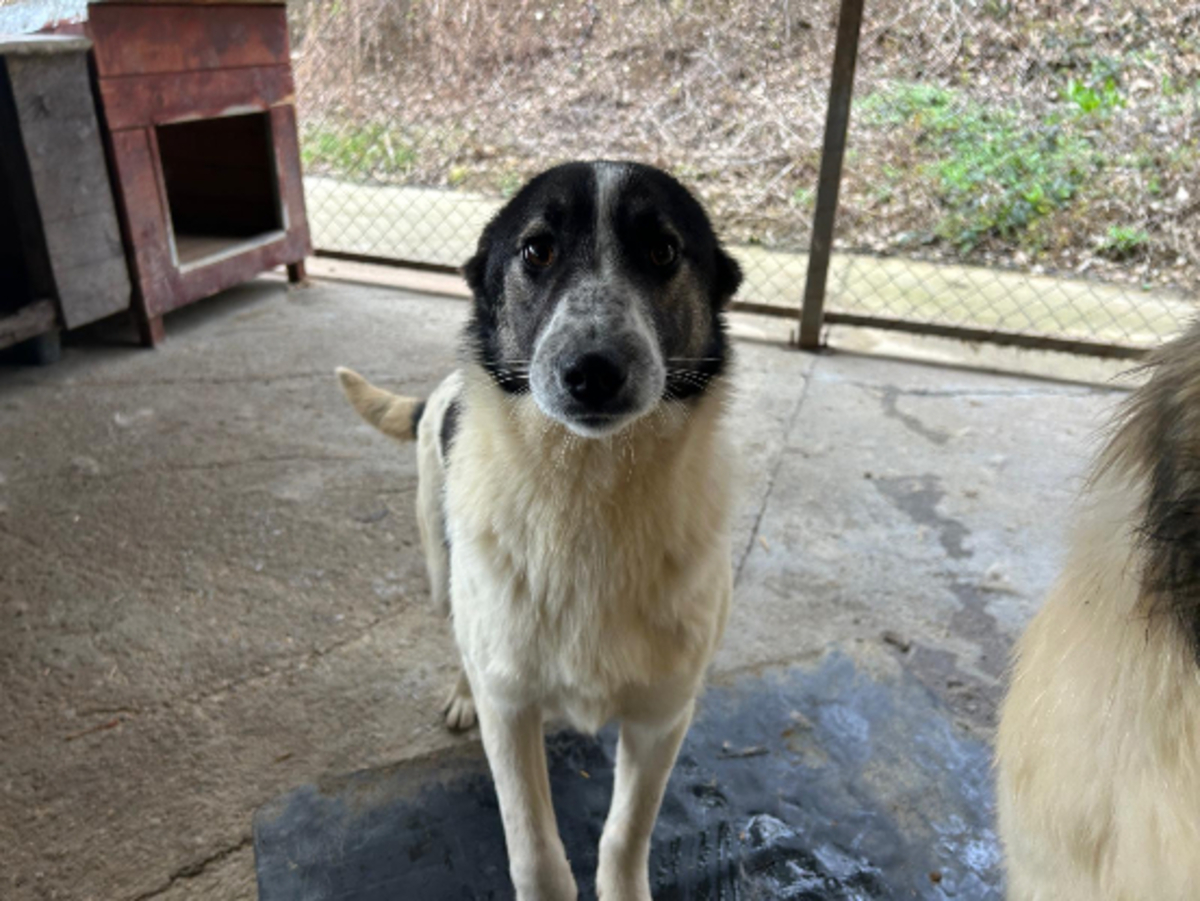Adoption Alina