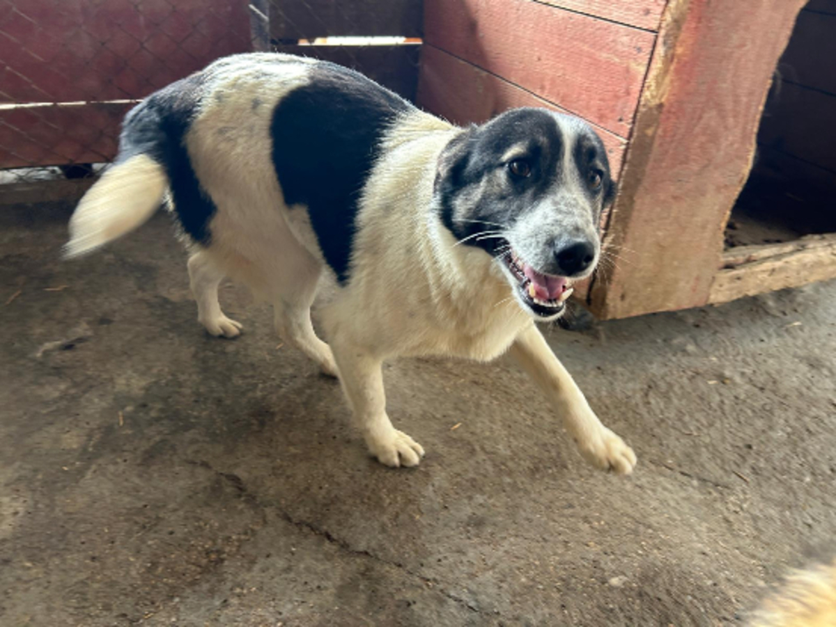 Adoption Alina
