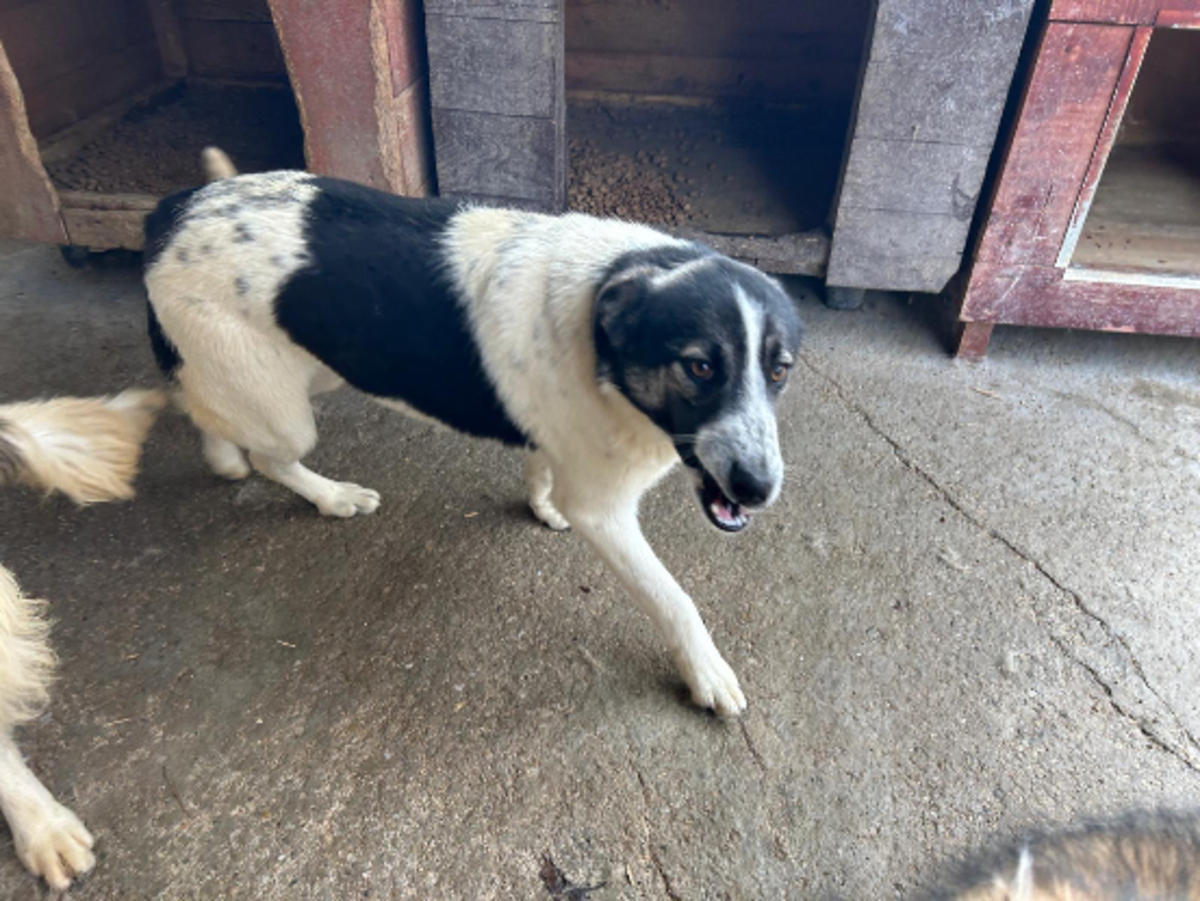 Adoption Alina
