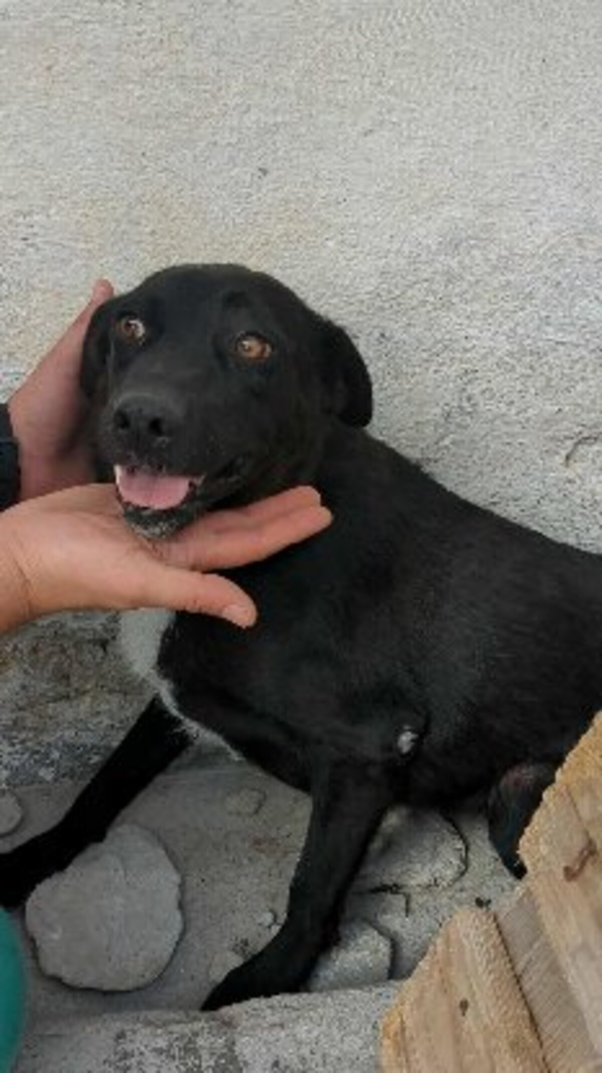 Adoption Alinea