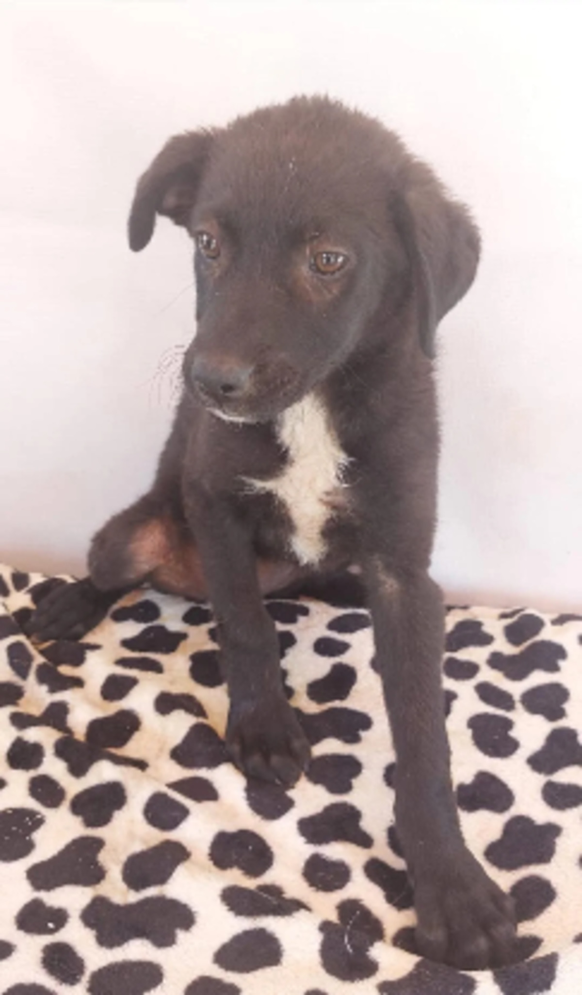 Adoption Alinea