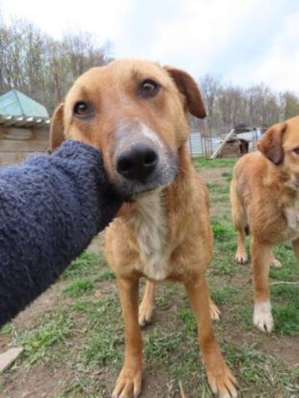 Adoption Alodia
