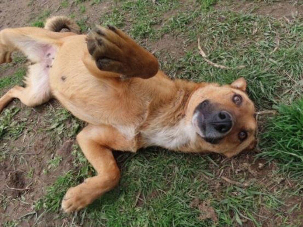 Adoption Alodia