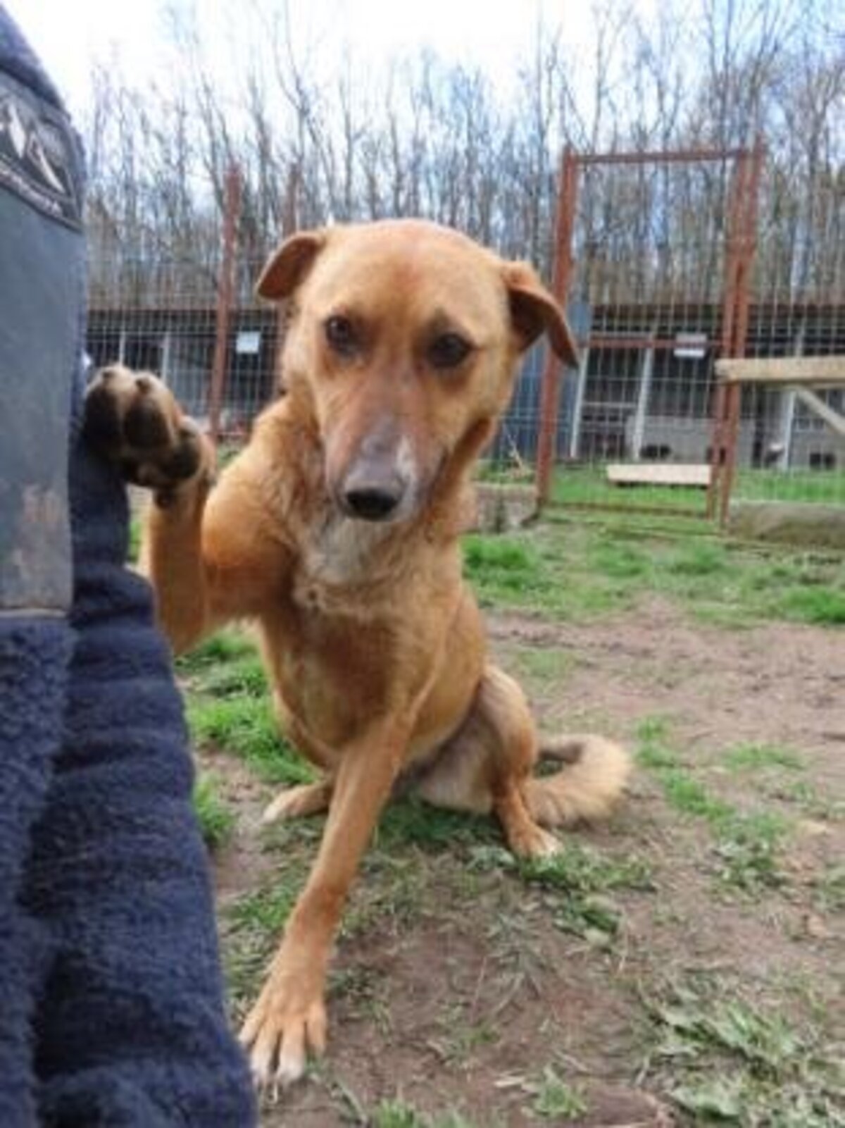 Adoption Alodia