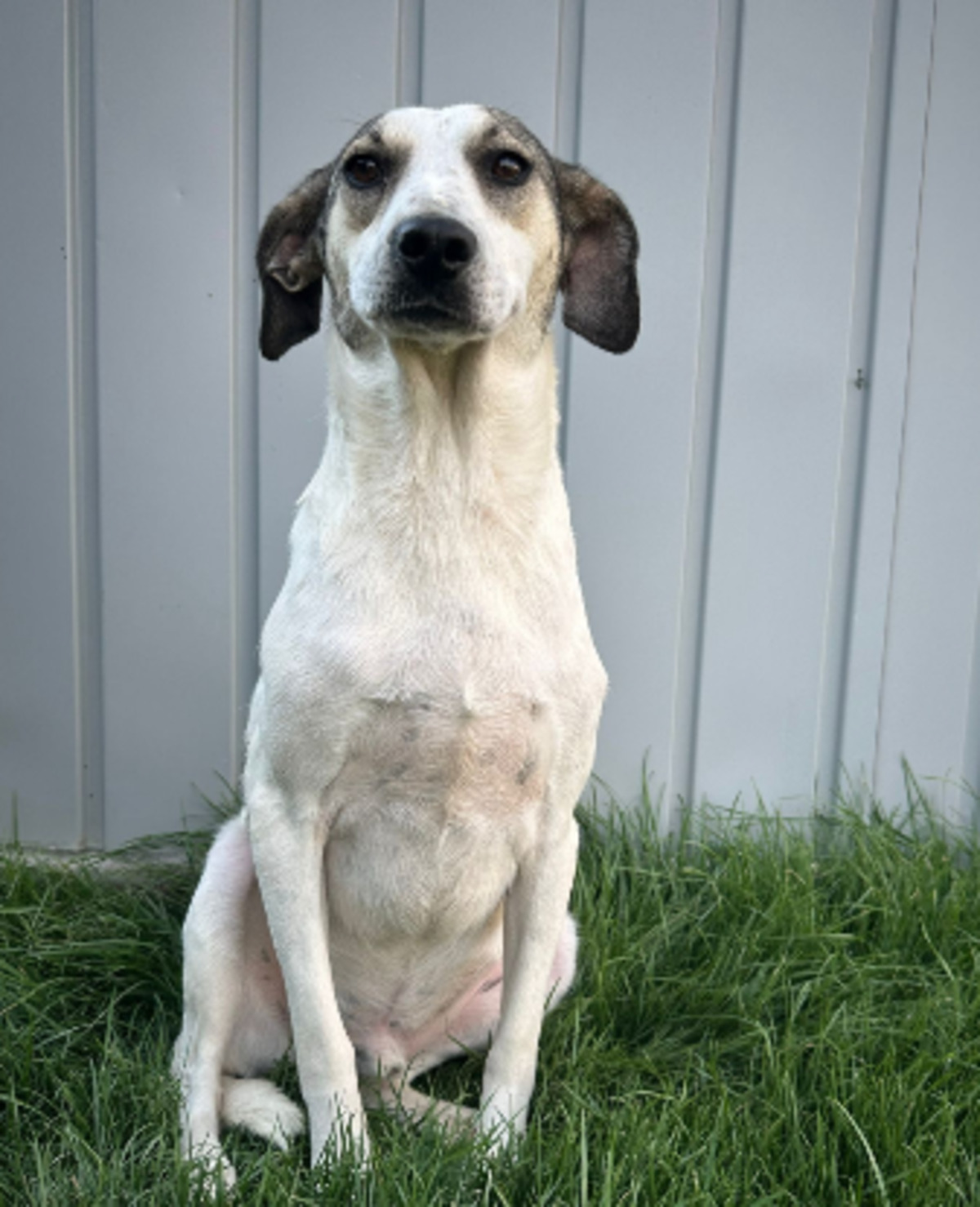 Adoption Alonzo
