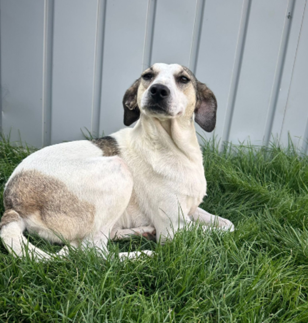 Adoption Alonzo
