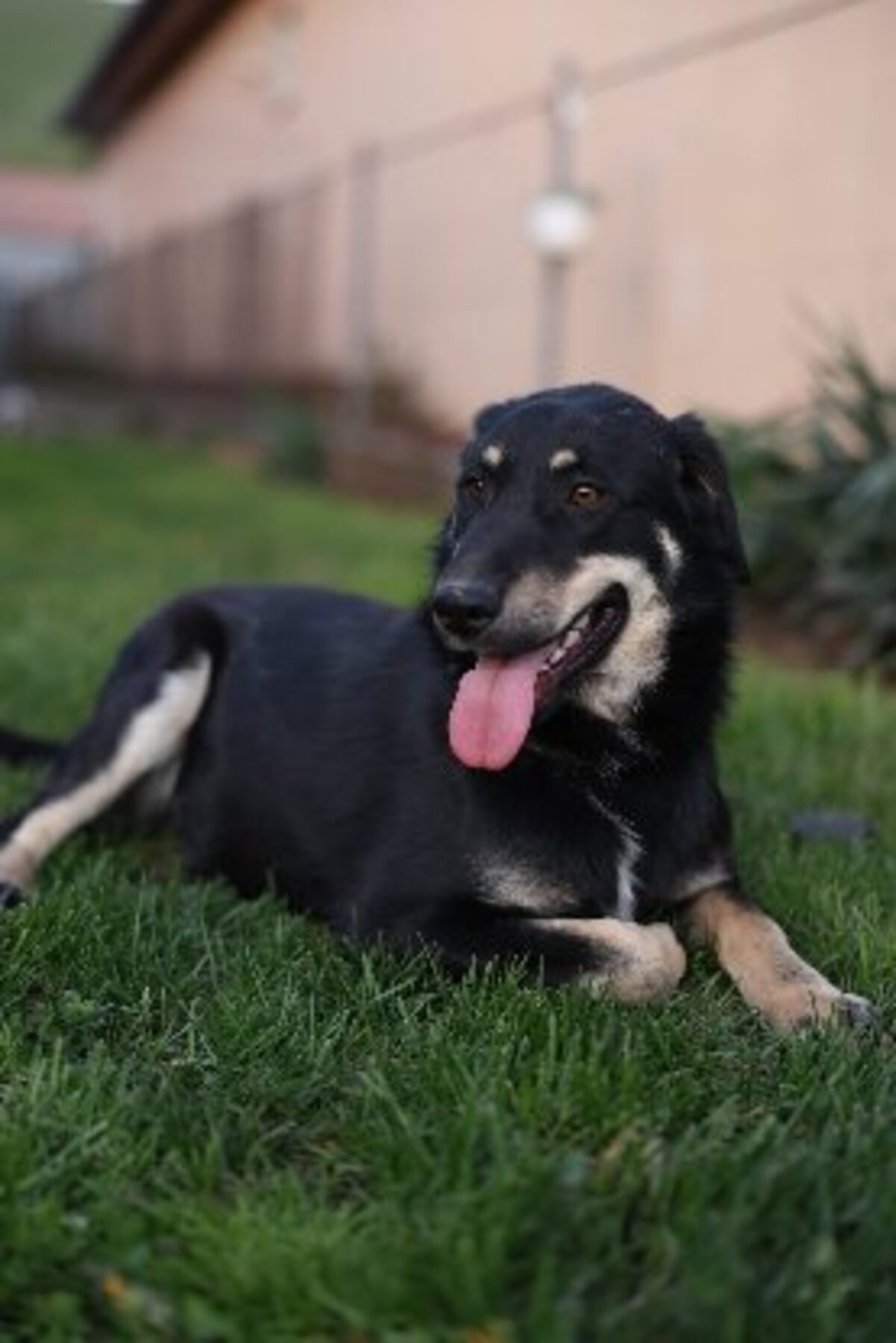 Adoption Alphonse
