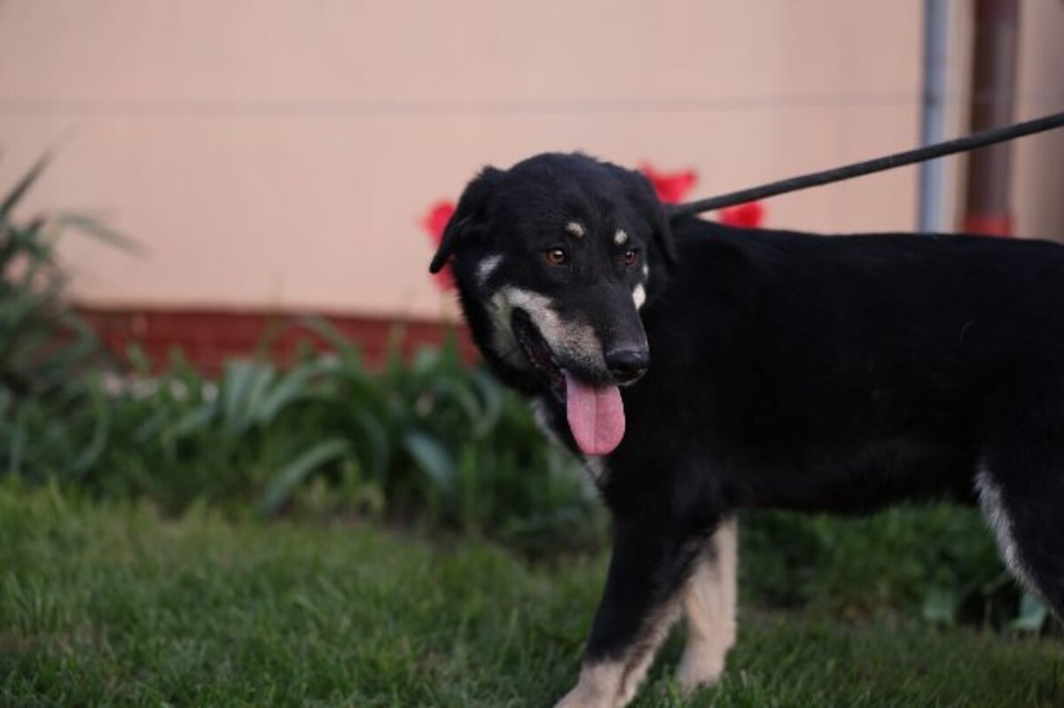 Adoption Alphonse