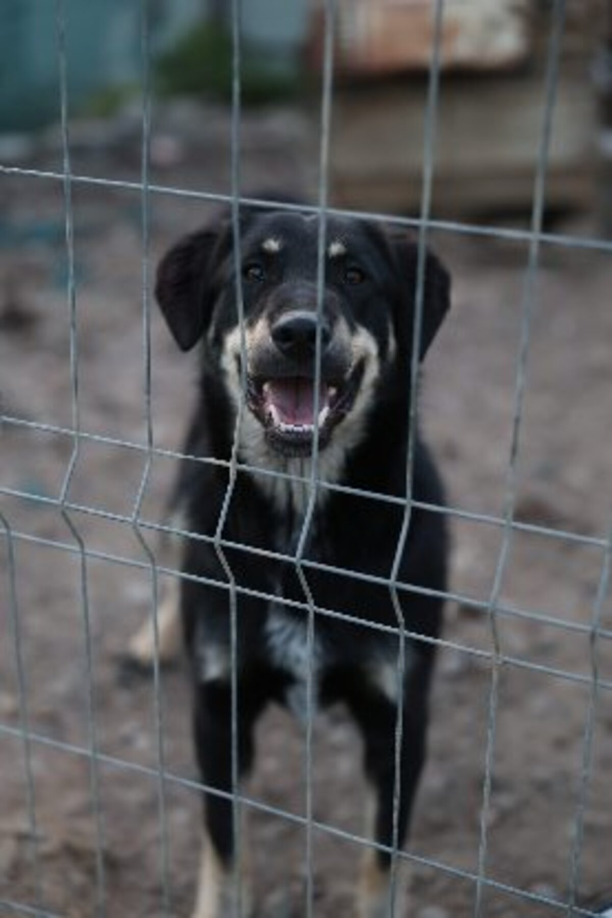 Adoption Alphonse