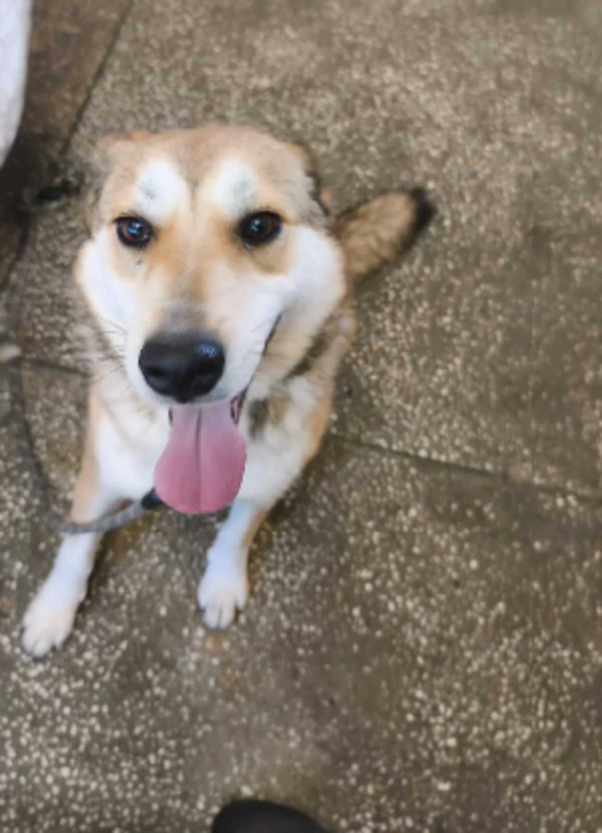 Adoption Alpina