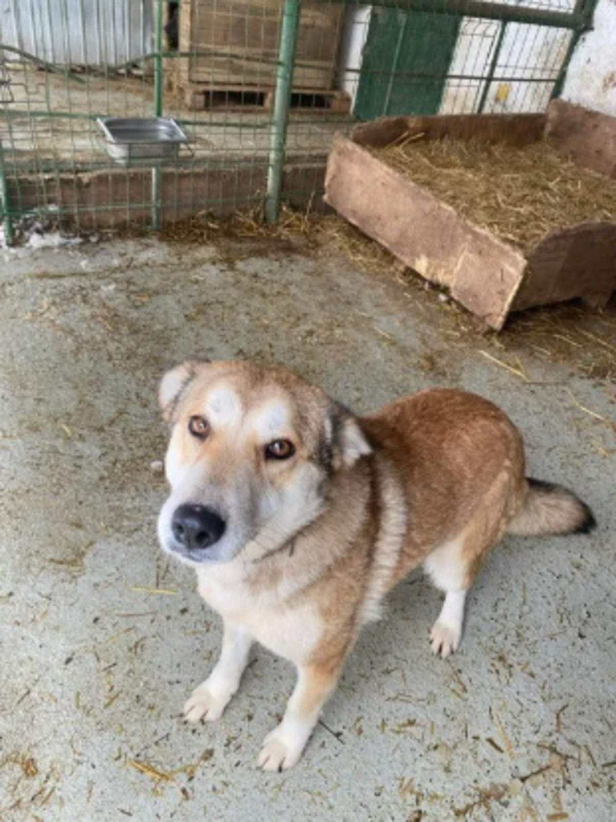 Adoption Alpina