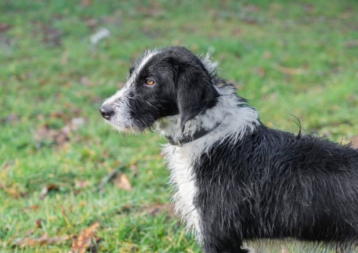 Adoption Alto