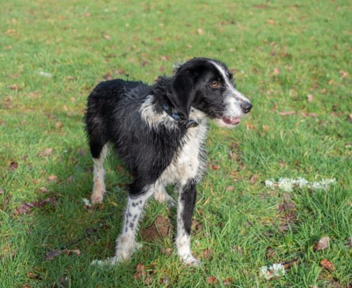 Adoption Alto
