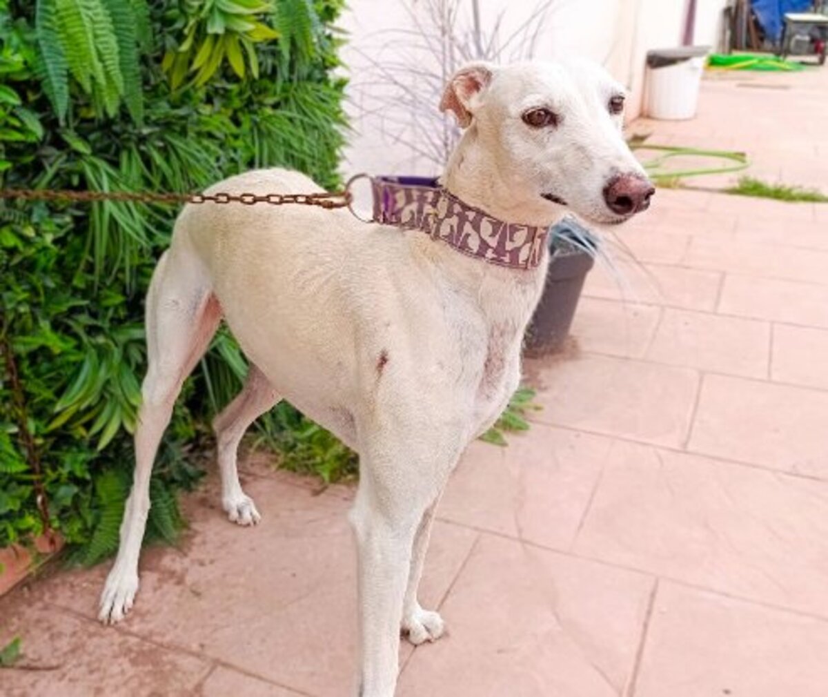 Adoption Amastista