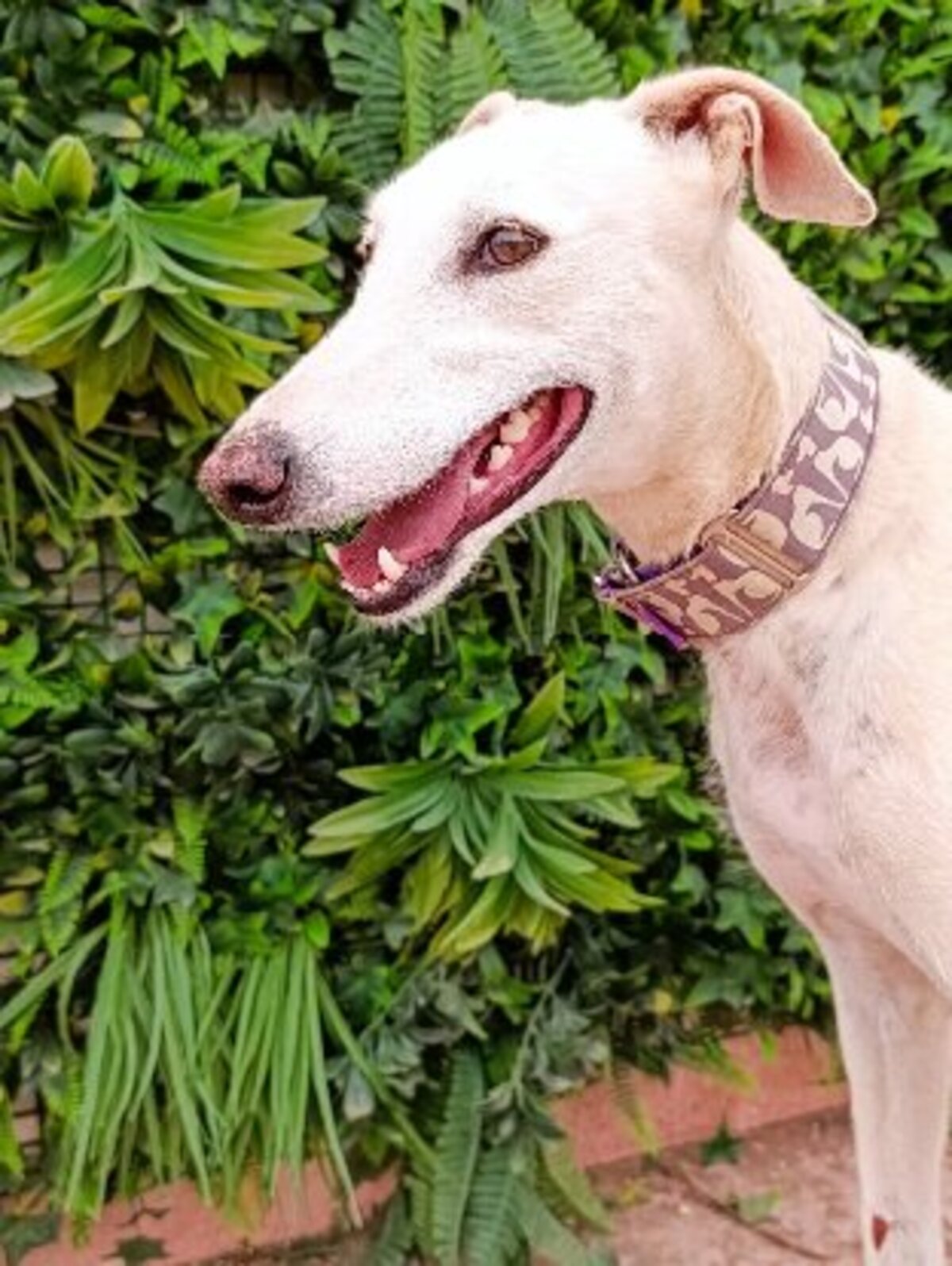 Adoption Amastista