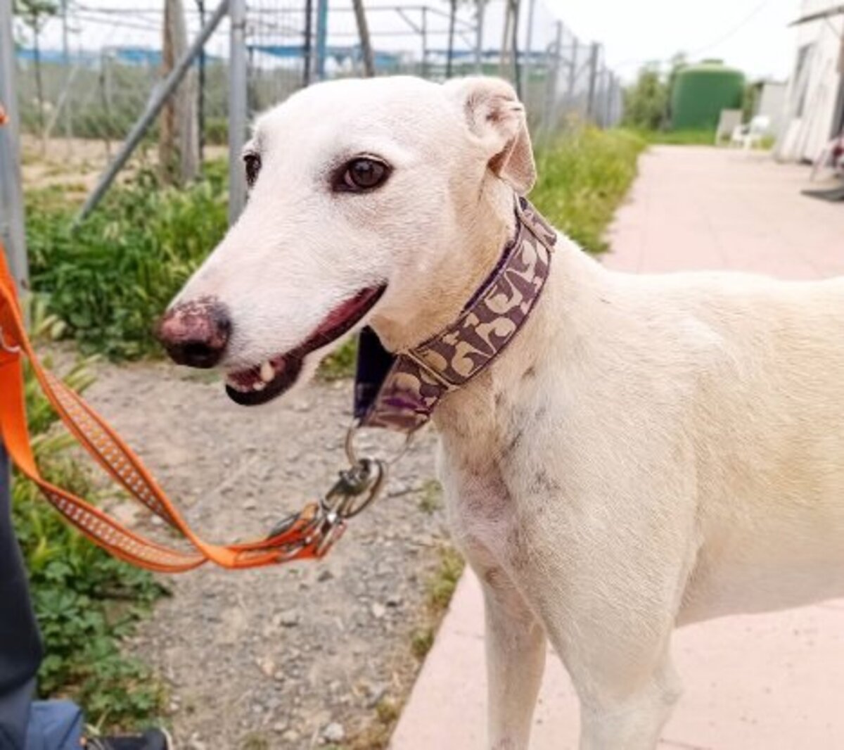 Adoption Amastista