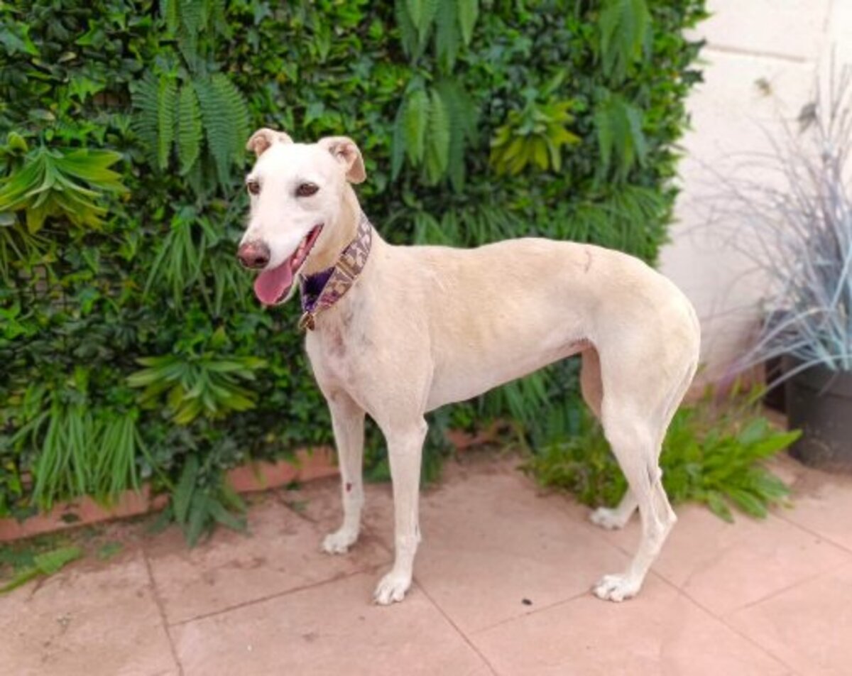 Adoption Amastista