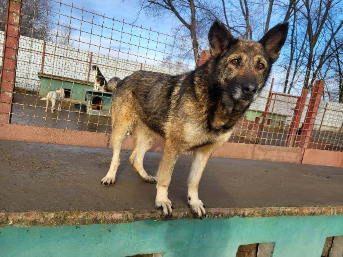Adoption Amber