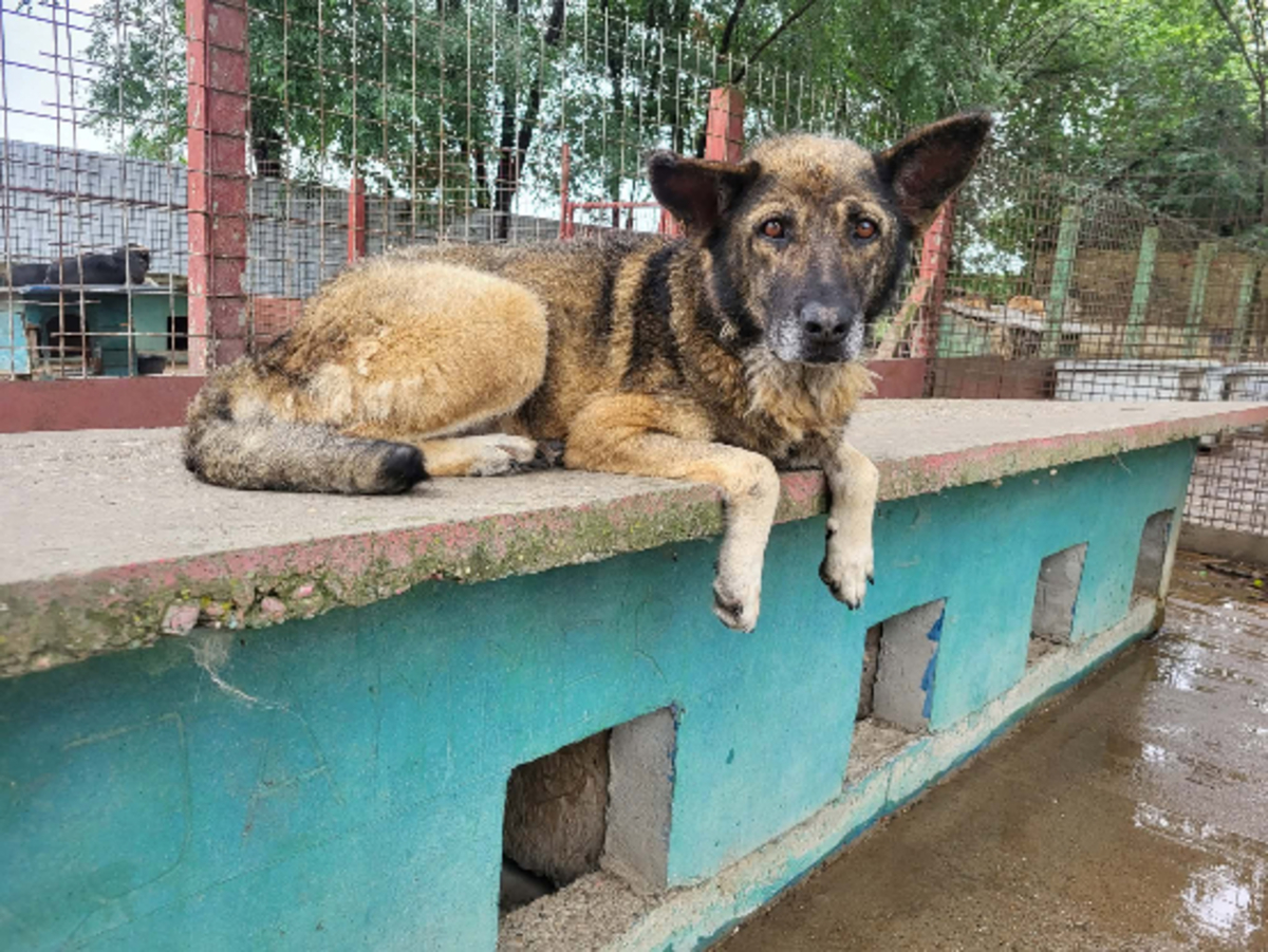 Adoption Amber