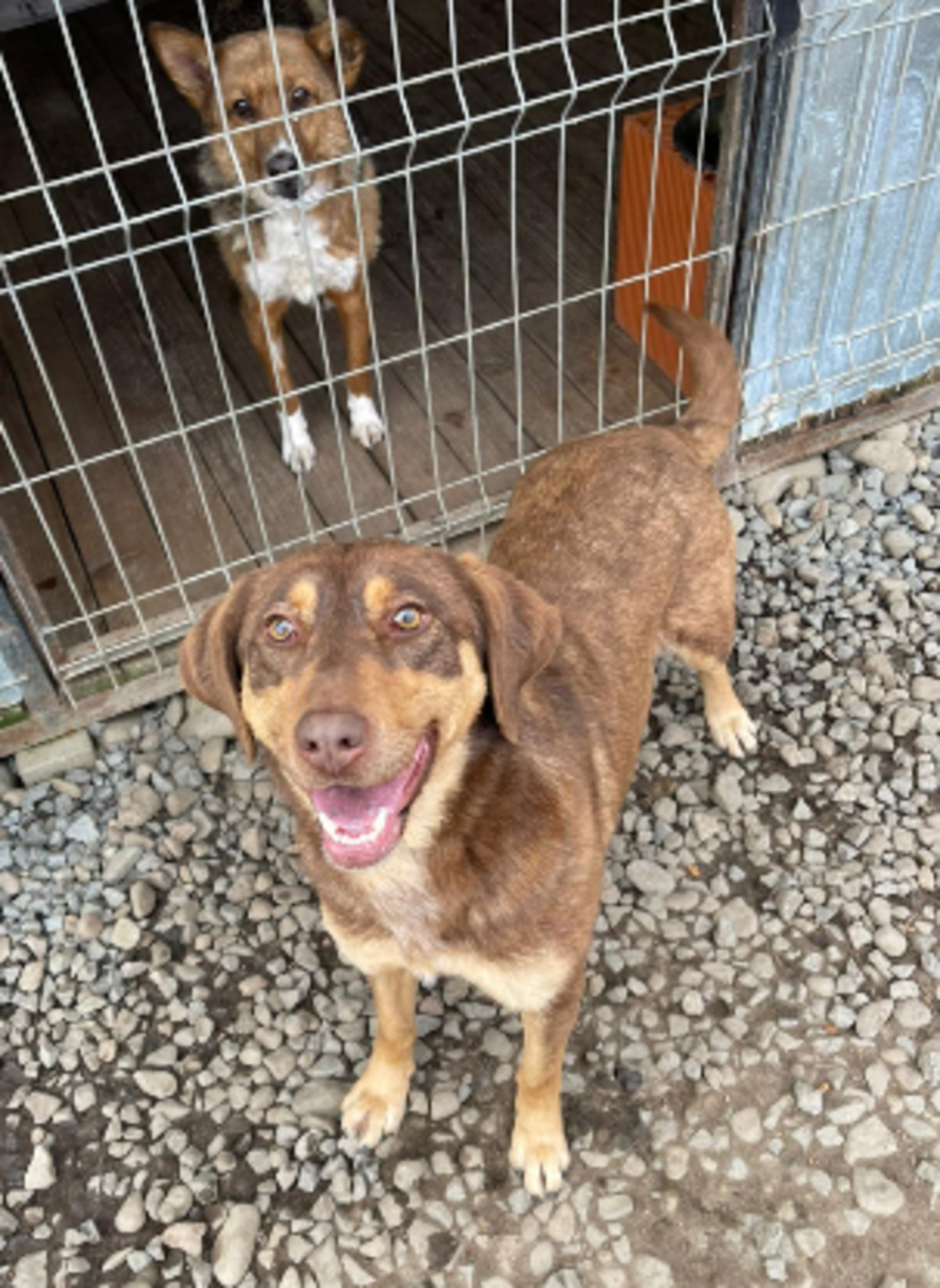 Adoption Ambra