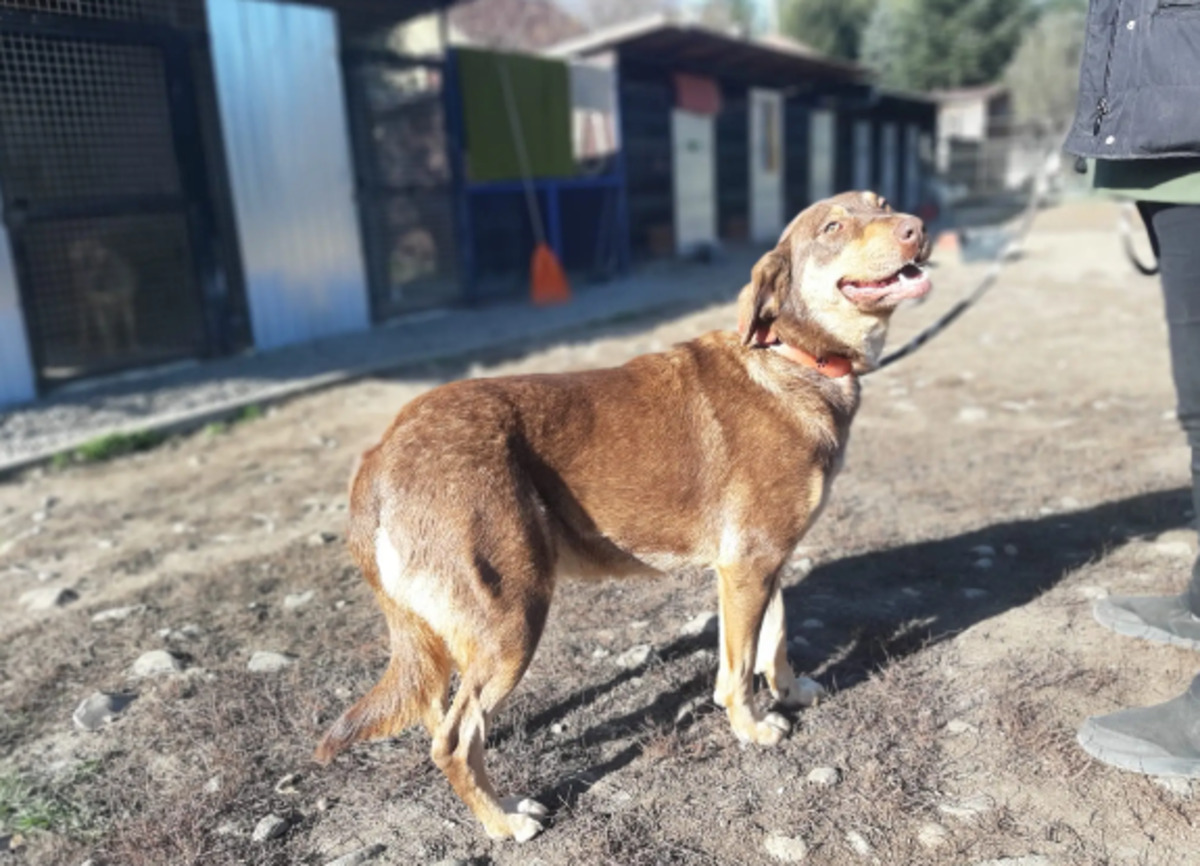 Adoption Ambra