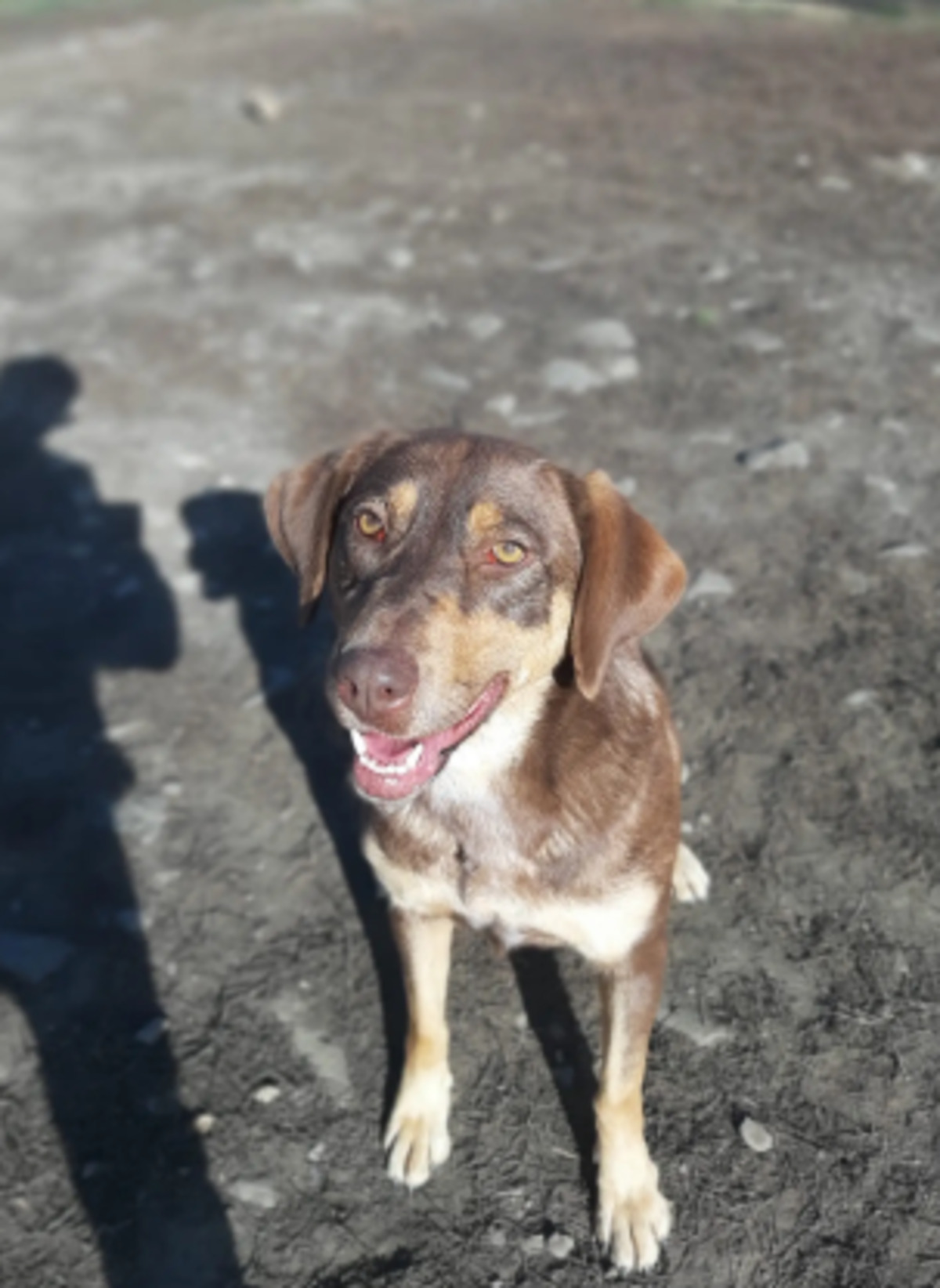 Adoption Ambra