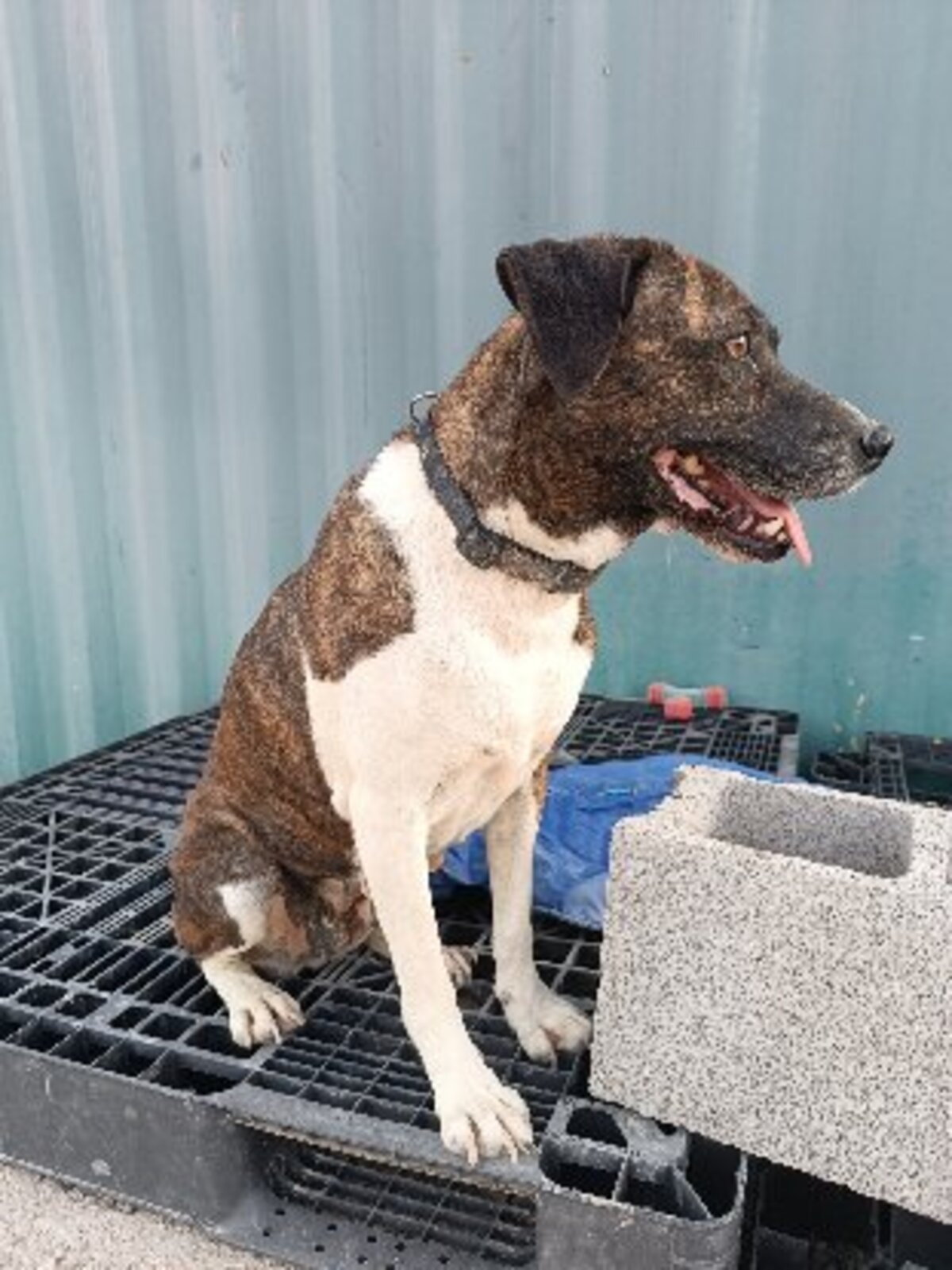 Adoption Ambra