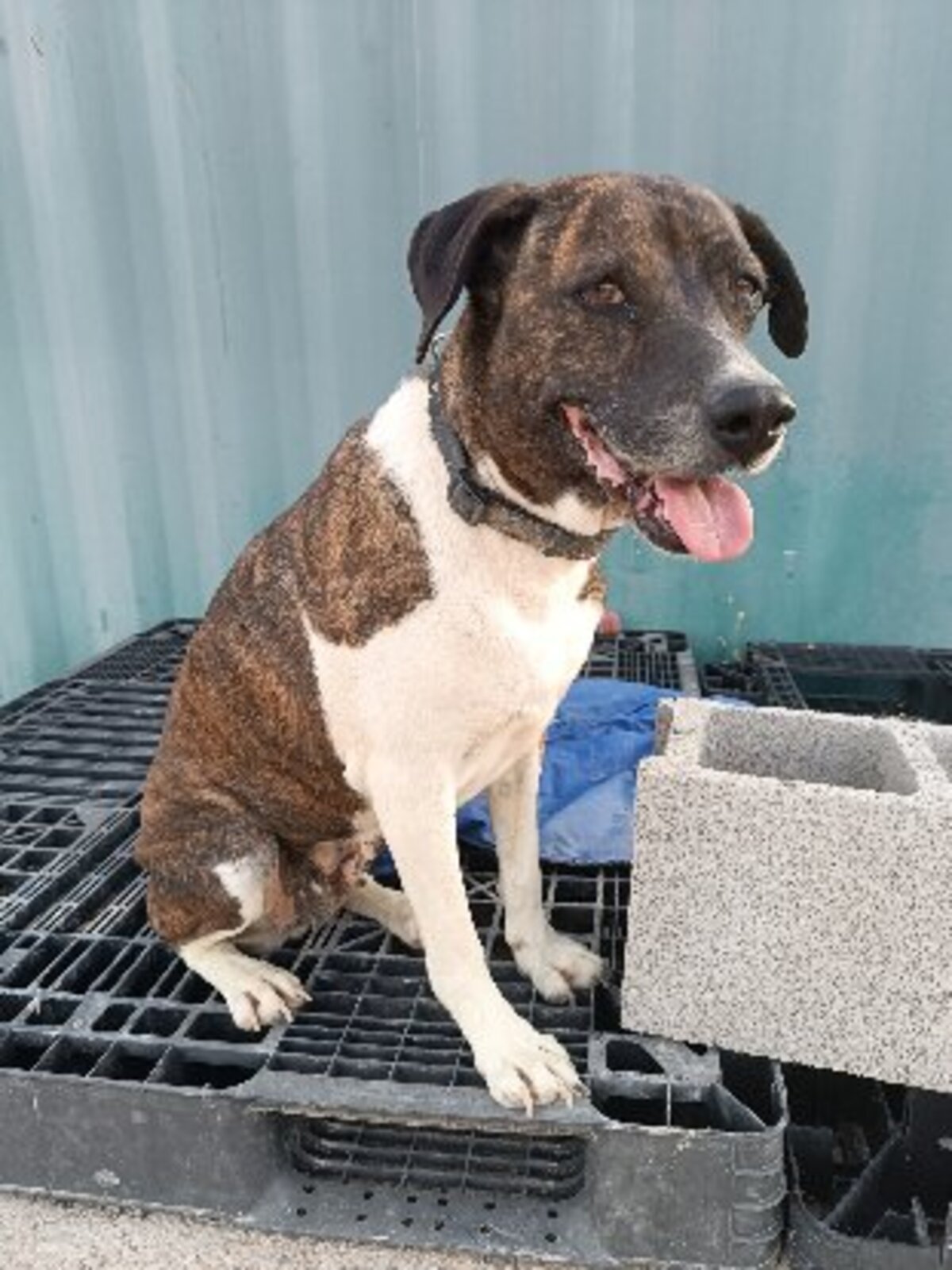 Adoption Ambra