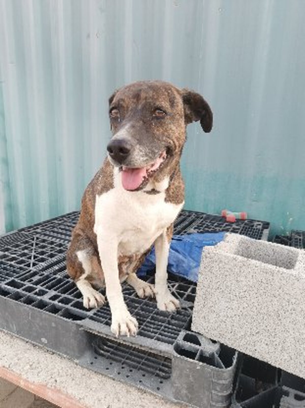 Adoption Ambra