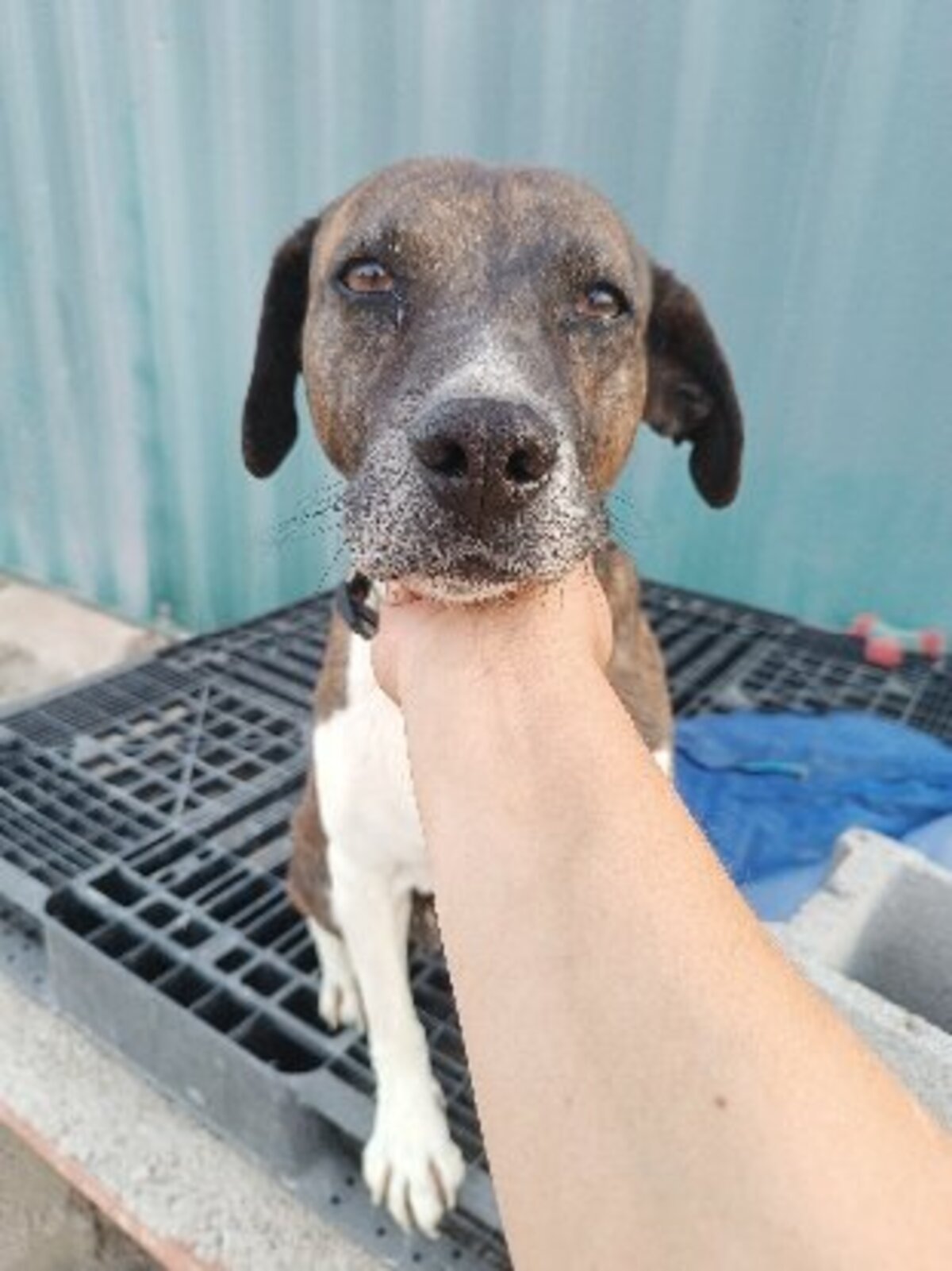 Adoption Ambra
