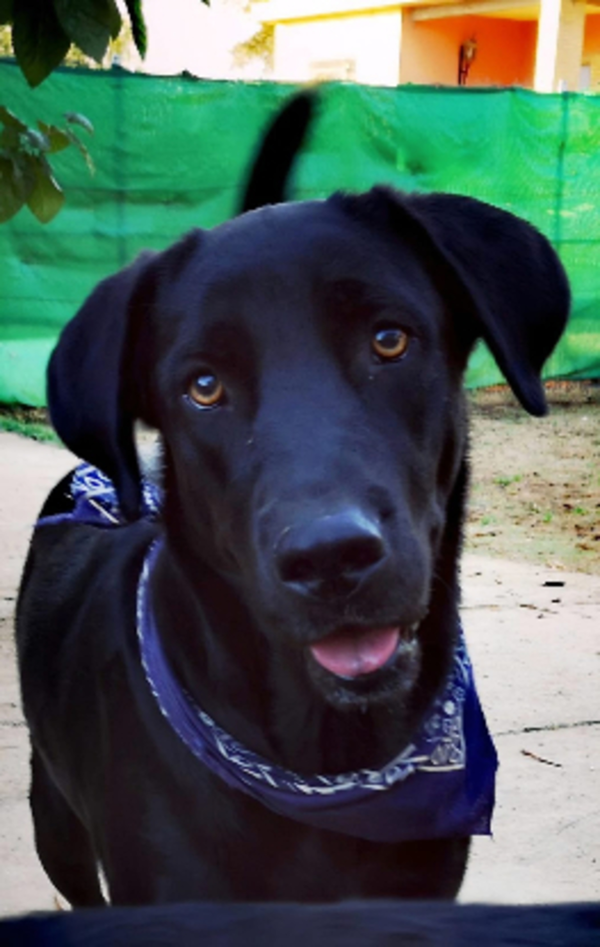 Adoption Amir
