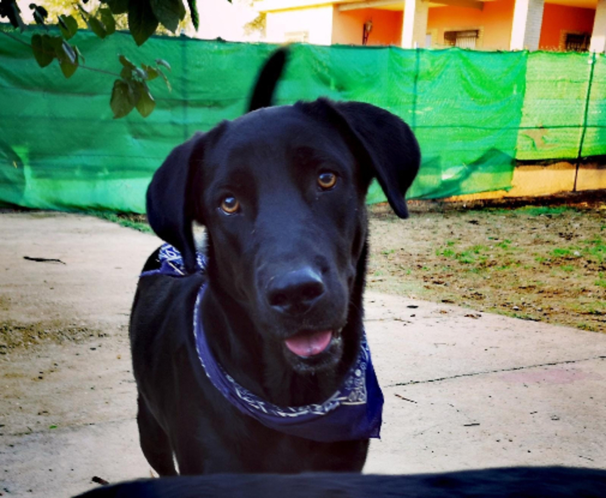 Adoption Amir