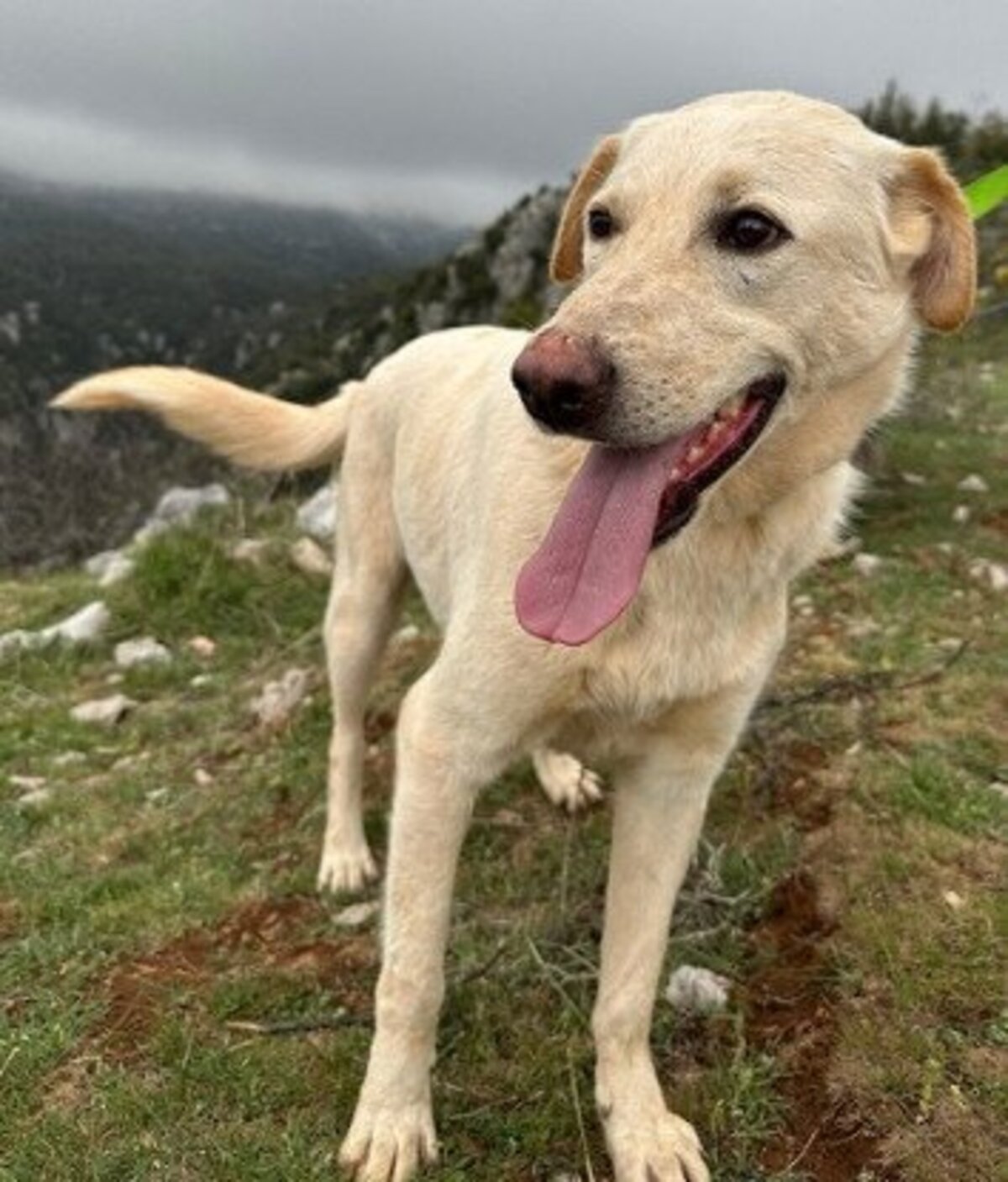 Adoption Amor