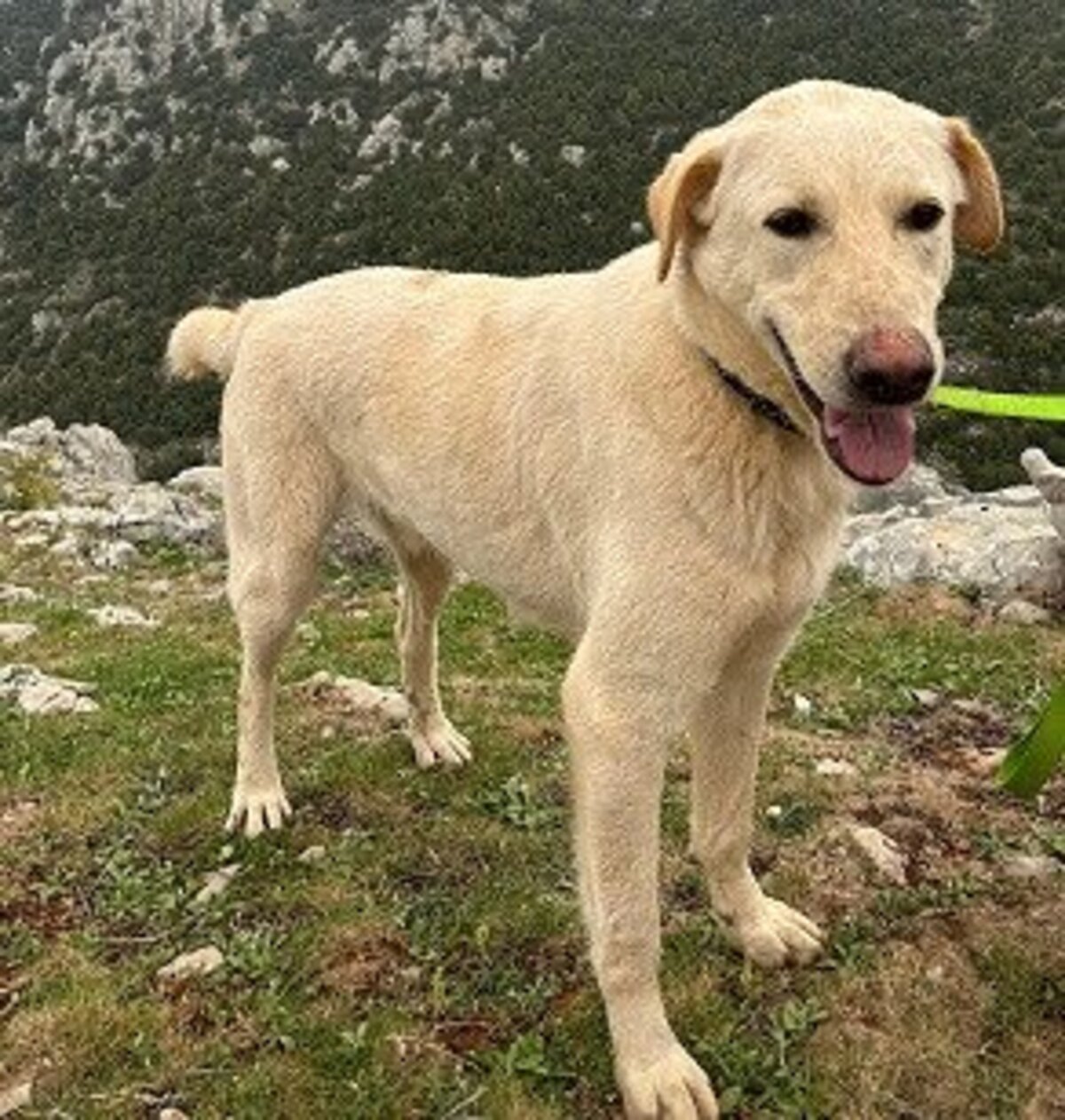 Adoption Amor