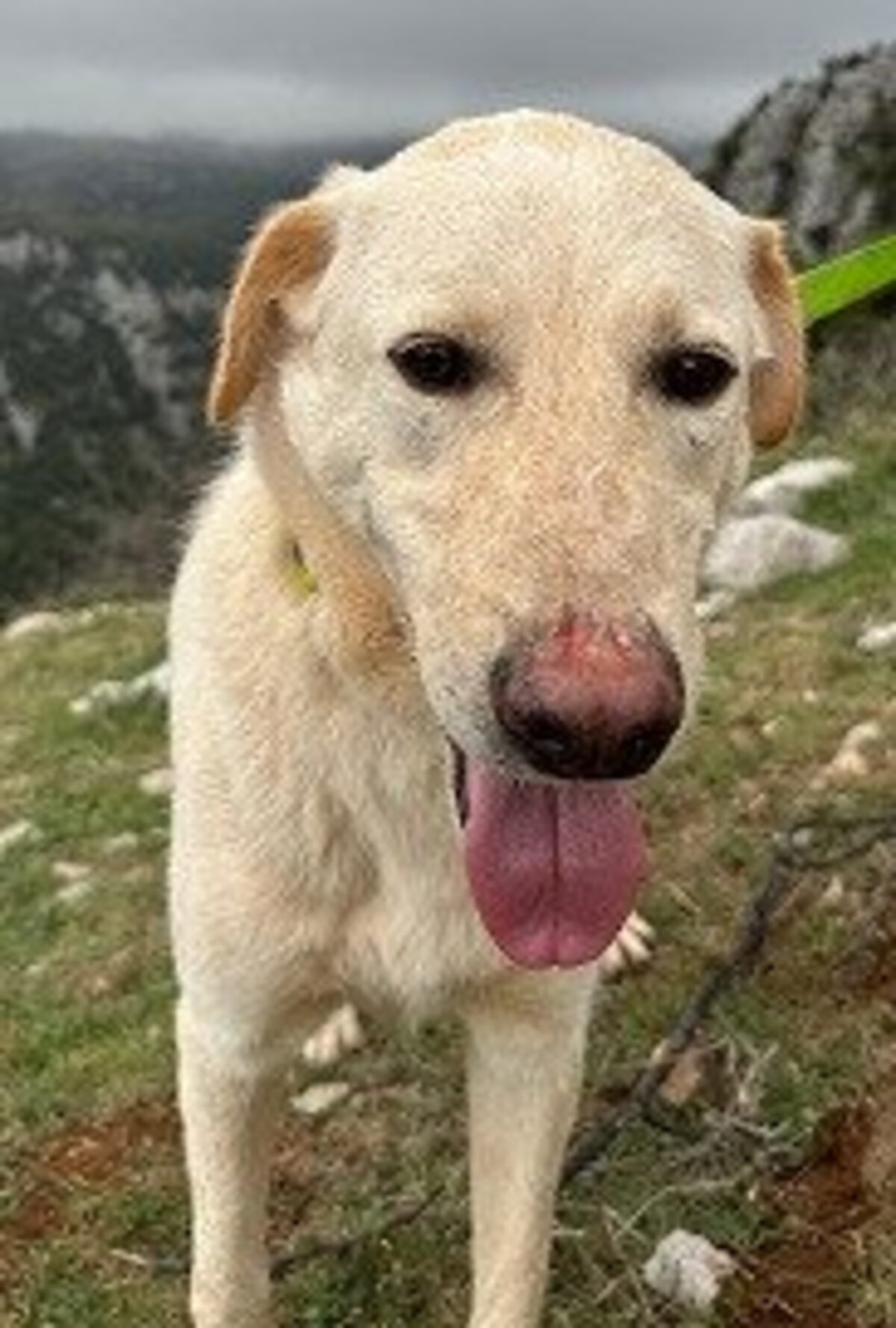 Adoption Amor