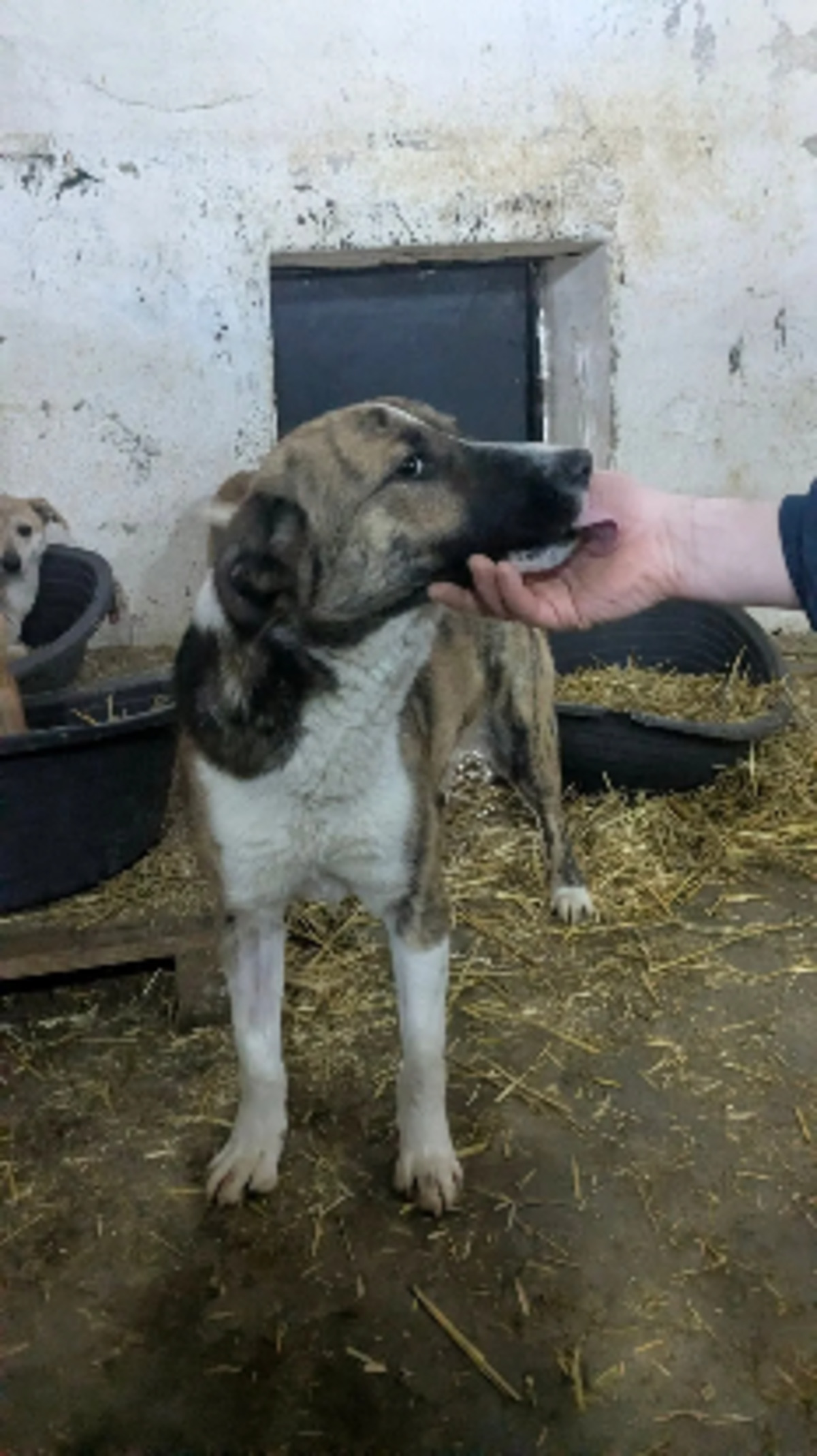 Adoption Amour