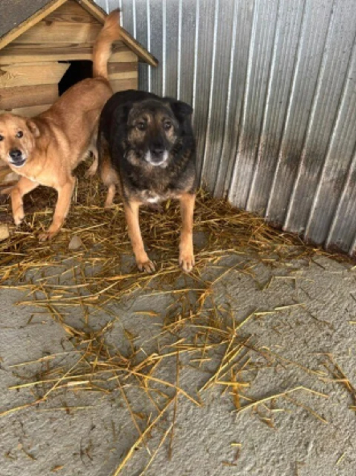 Adoption Anatole