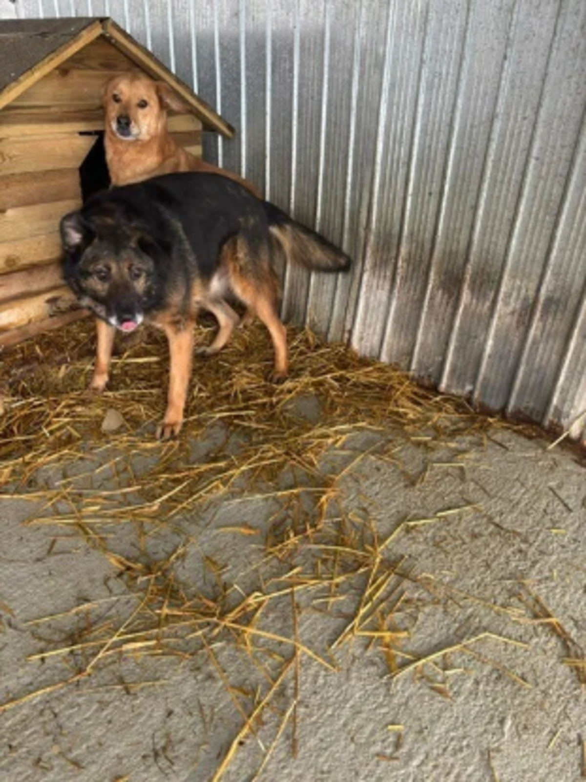 Adoption Anatole