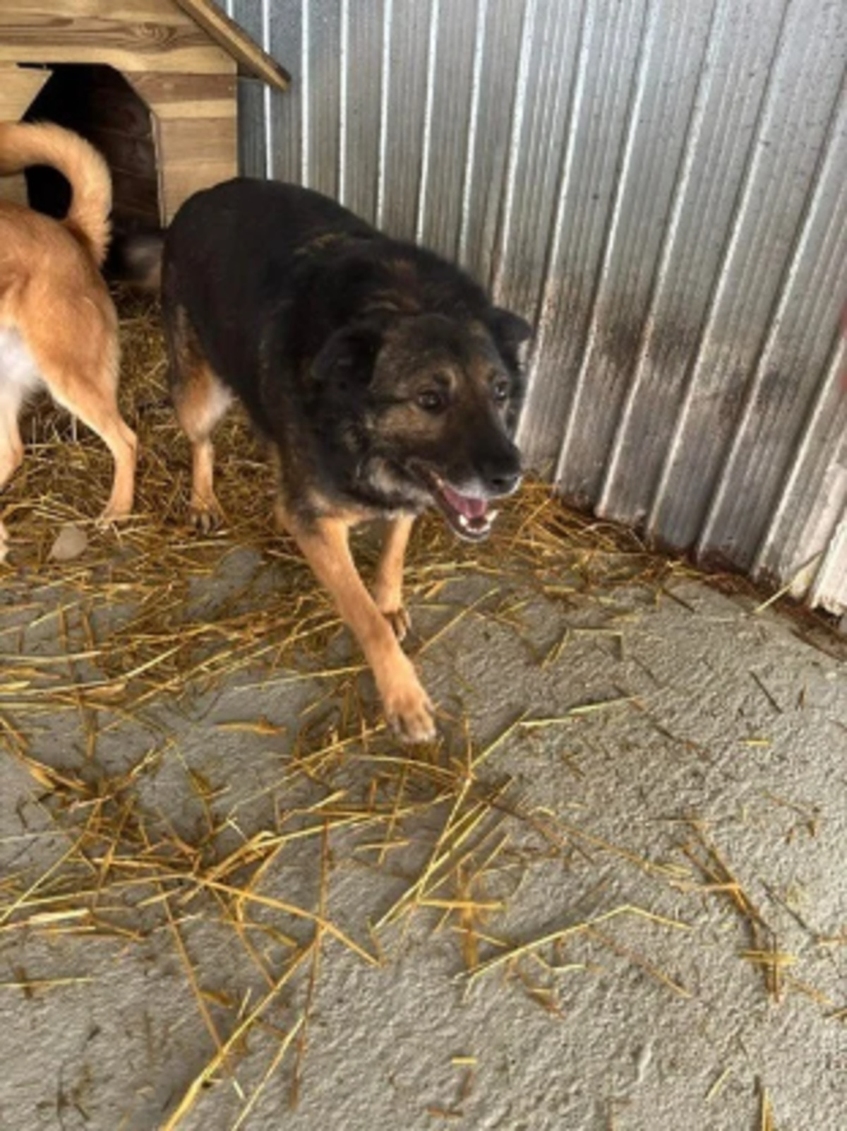 Adoption Anatole