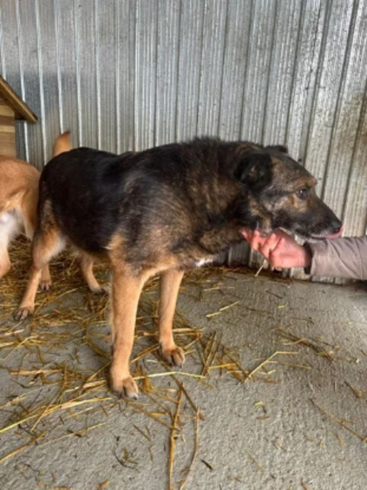 Adoption Anatole