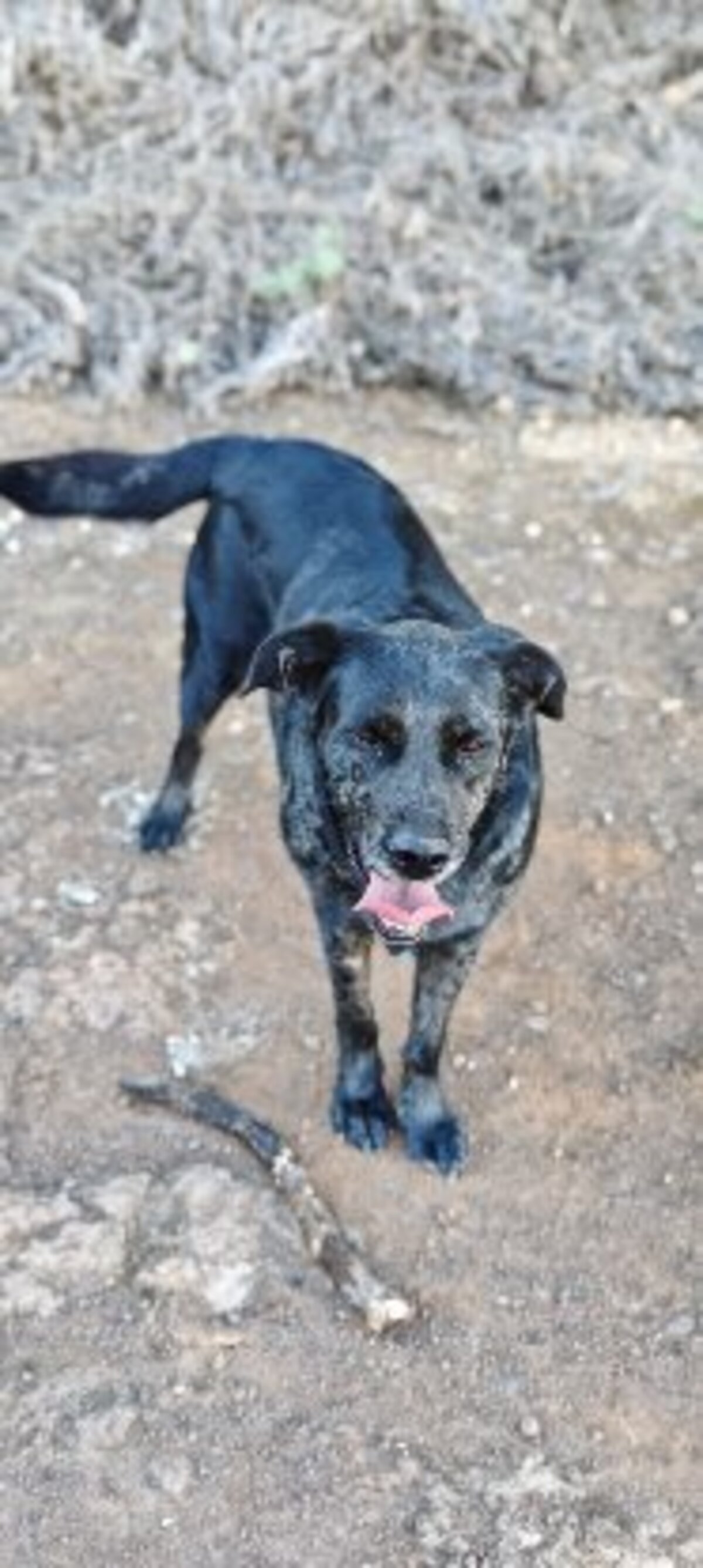 Adoption Andrea