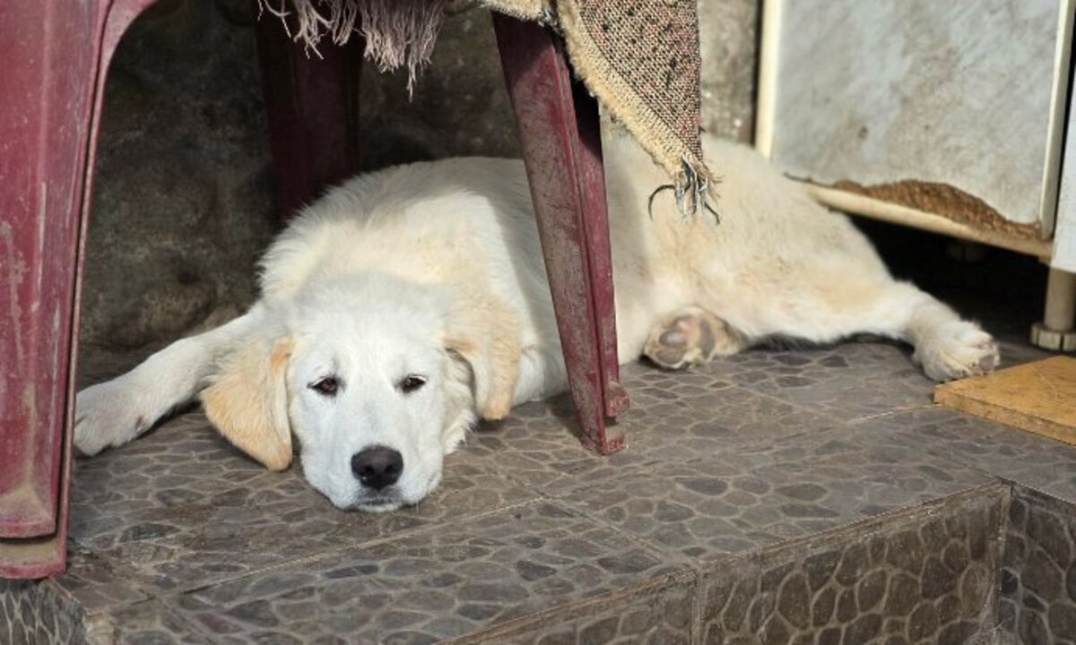 Adoption Andrea