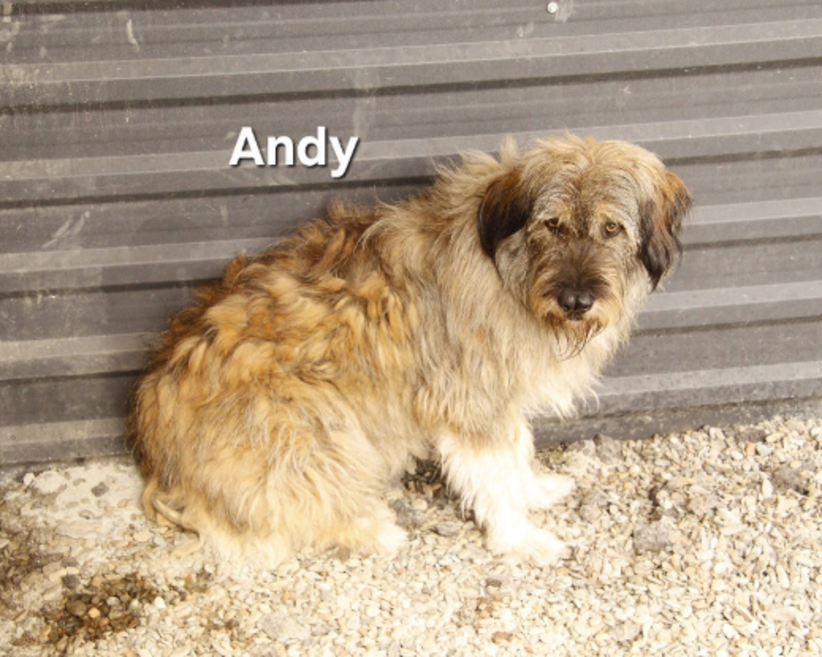 Adoption Andy