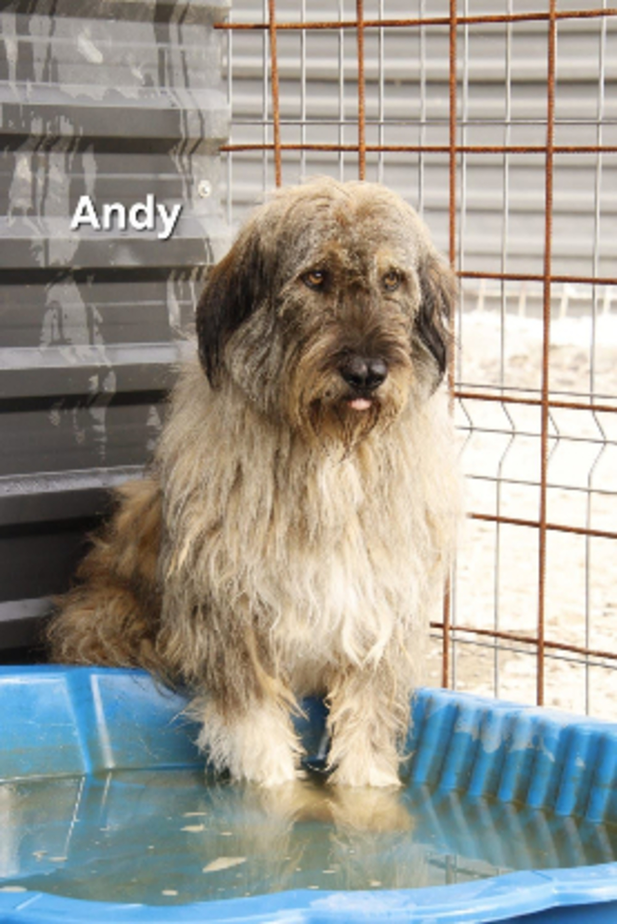 Adoption Andy