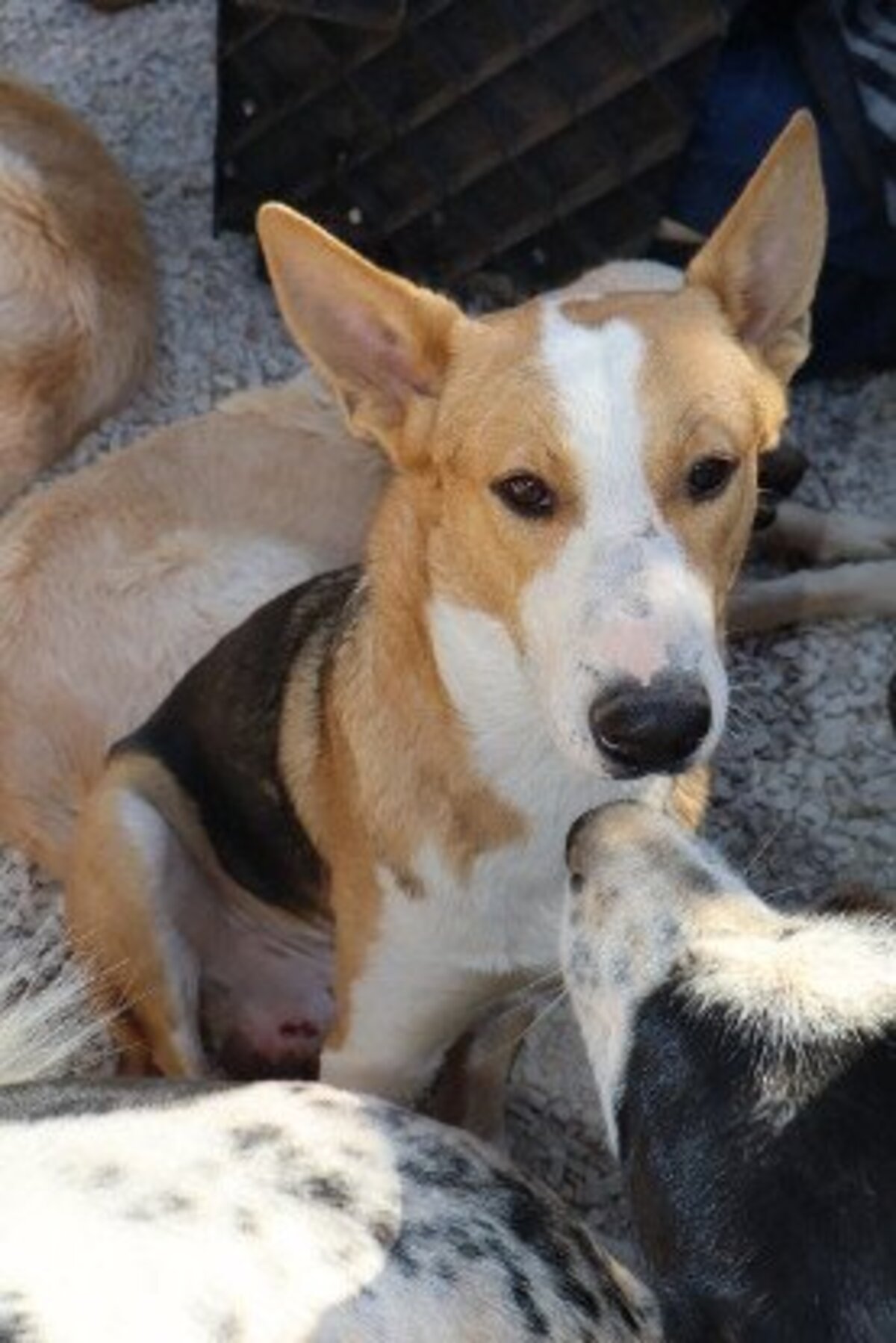 Adoption Ange