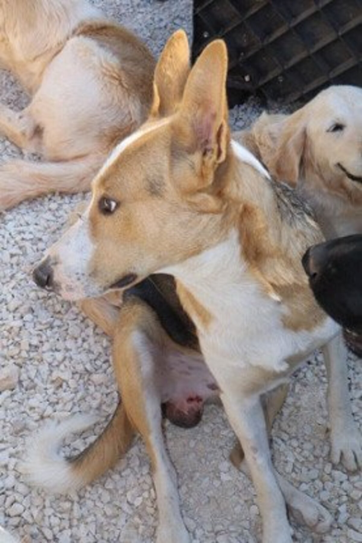 Adoption Ange