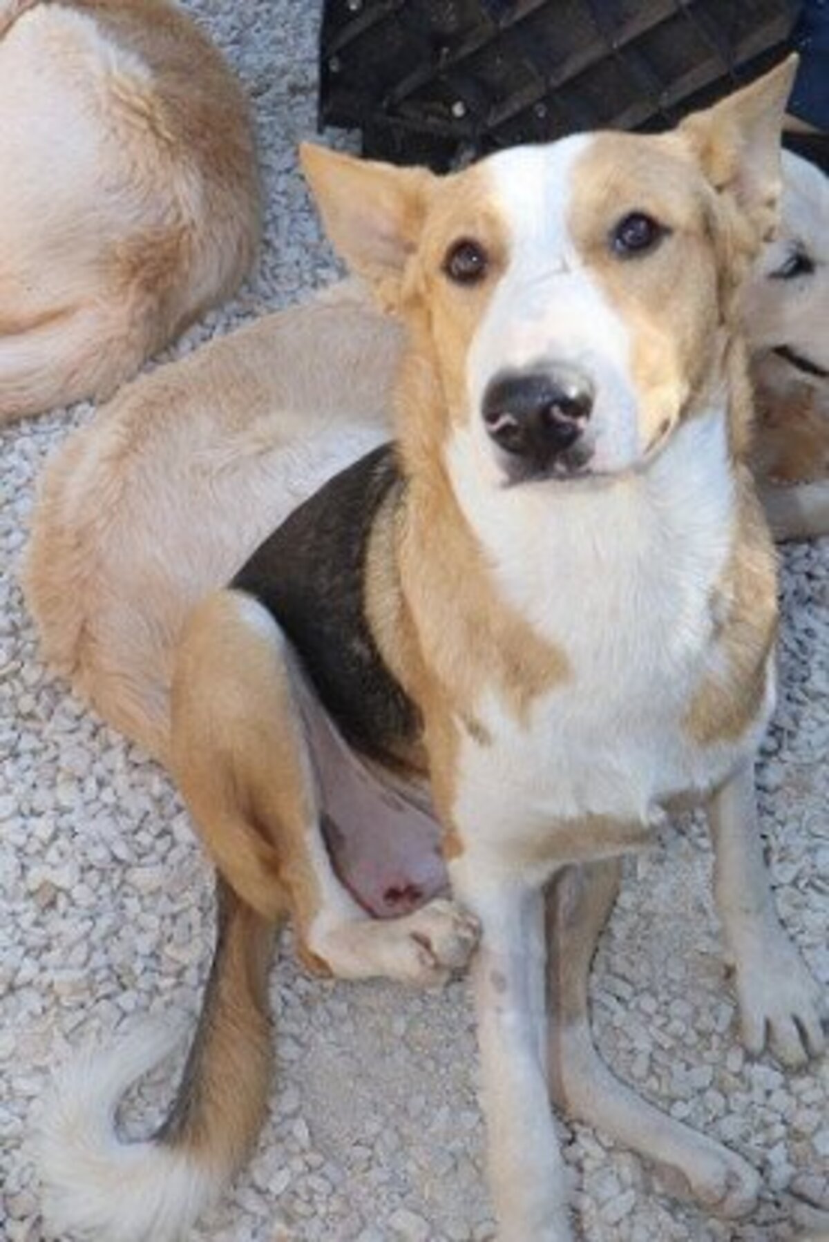 Adoption Ange