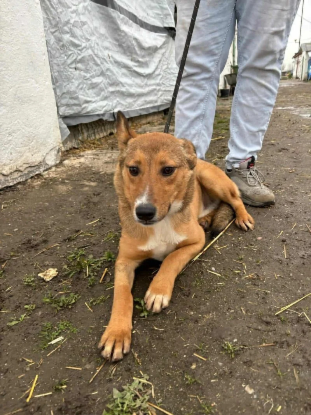 Adoption Angel