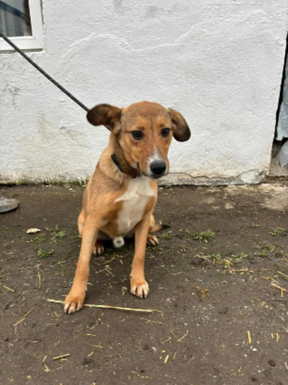 Adoption Angel